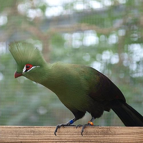 Guinea turaco